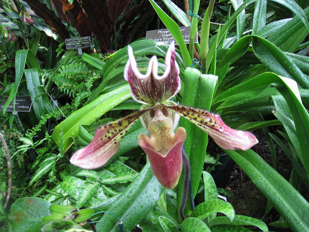 Wash DC 2009 4445.jpg - A 4th of July trip to Washington DC in 2009 to see the museums, memorials and fireworks.